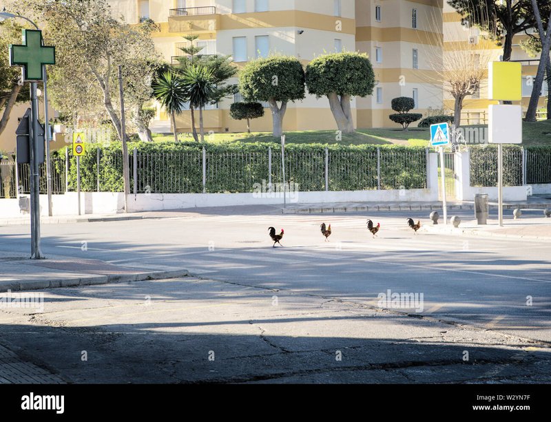 Migliore chicken road a Italy